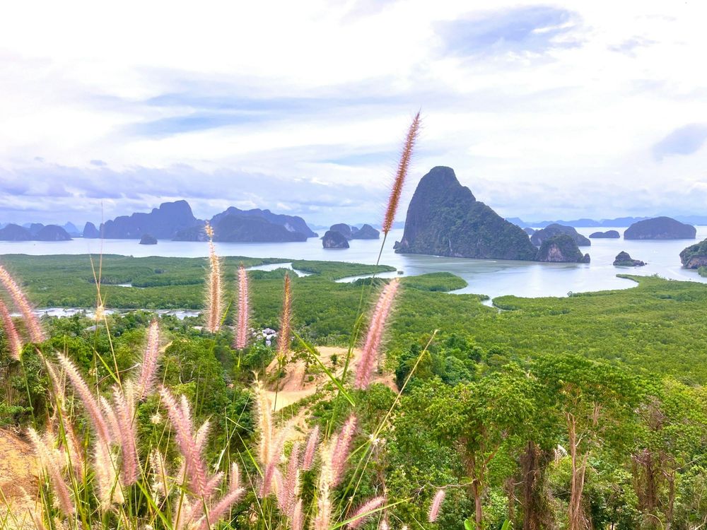 Panoramic scenic view of Phang Nga Bay from the Samet Nangshe viewpoint with pink wild grass stalks in the foreground overlooking green mangrove forests and large limestone karst islands under a cloudy sky